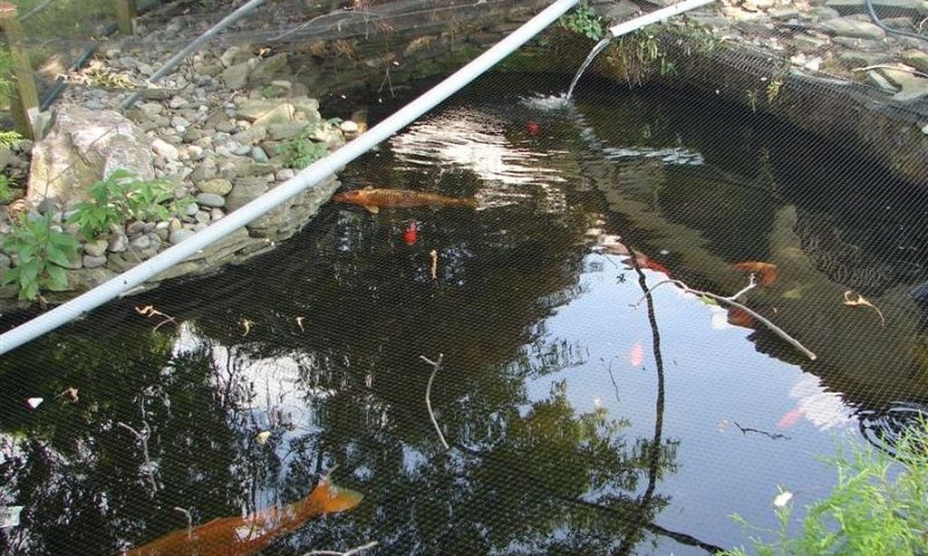 Koi Pond