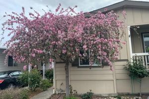 63 MULBERRY CT, MORGAN HILL, CA