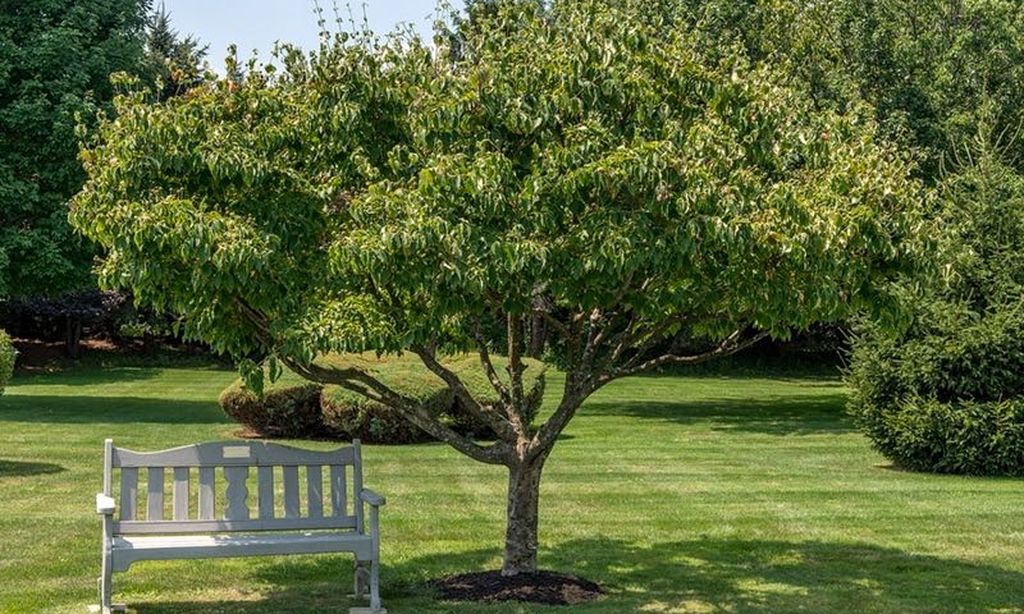 Parks & Natural Space