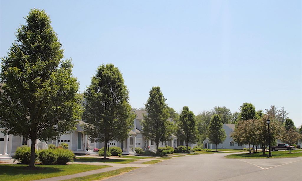 Tree-Lined Streets