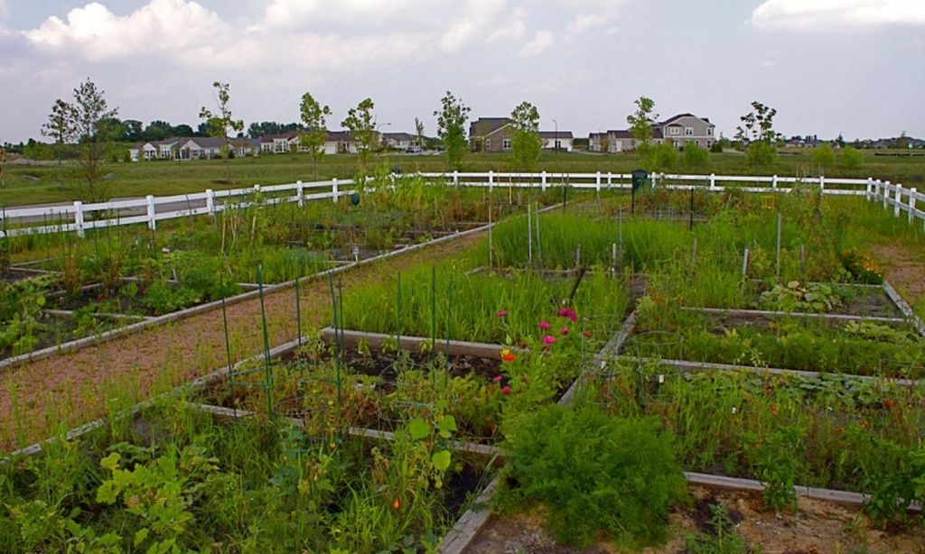 Community Garden
