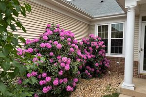 6916 WALNUT HILL DR, GAINESVILLE, VA