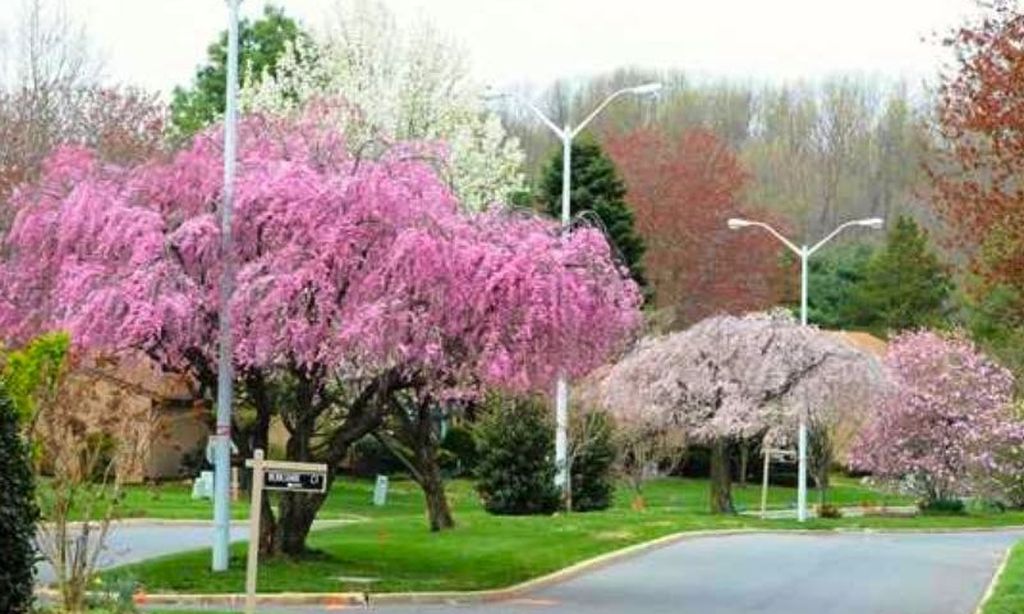 Picturesque Neighborhood