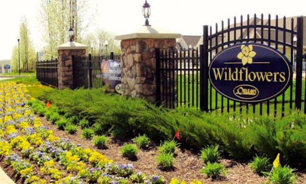 Wildflowers at Wallkill